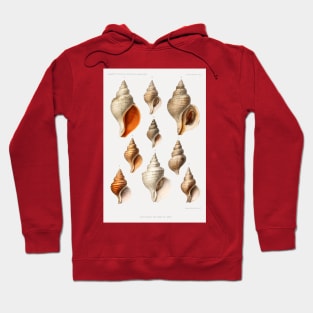 Molluscs of the Northern Seas - Vintage Scientific Illustrations Hoodie